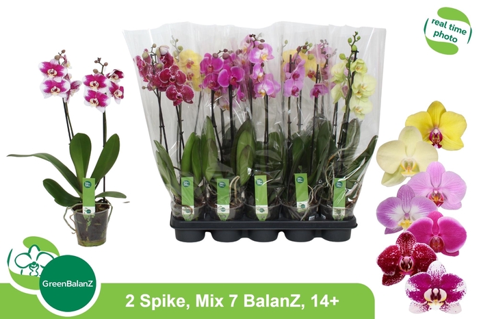 PHAL GEM 7 KL