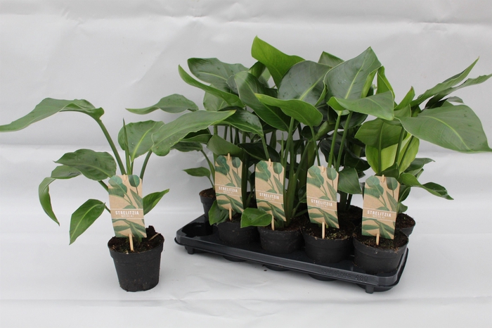 <h4>Strelitzia Nicolai p13</h4>