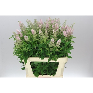 Spiraea Pink Innocence