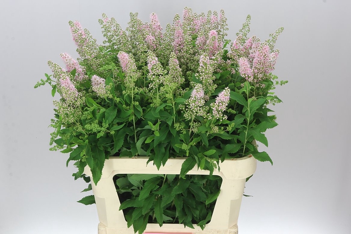 <h4>Spiraea Pink Innocence</h4>