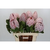Protea Cynaroides