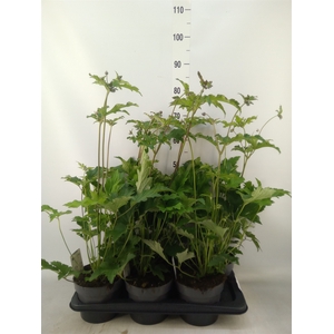 Anemone hybrida 'Hadspen Abundance'