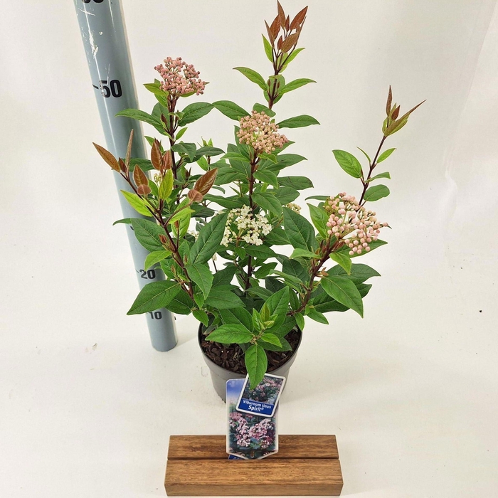 <h4>Viburnum Anvi</h4>