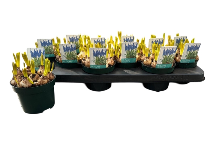 <h4>MUSCAR ARMENIACUM</h4>