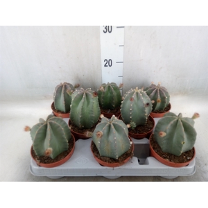 Cactus   ...