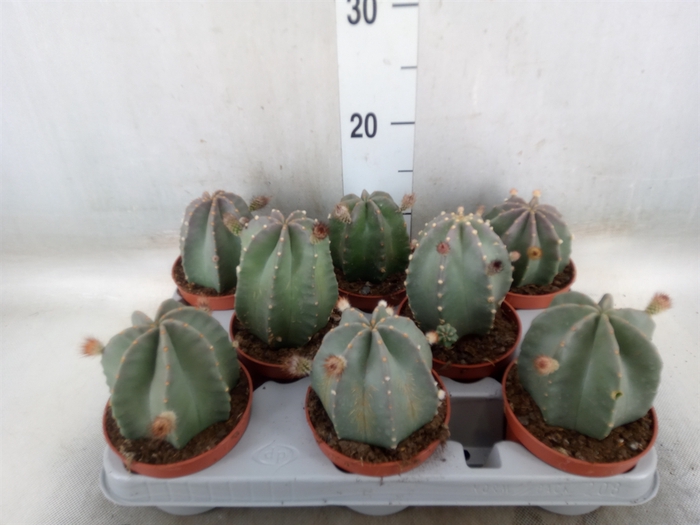 <h4>Cactus   ...</h4>
