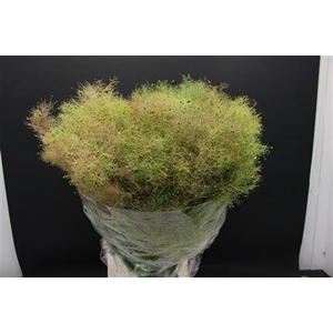 Cotinus Pruik