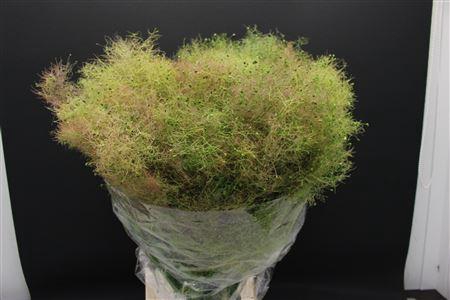 <h4>Cotinus Pruik</h4>