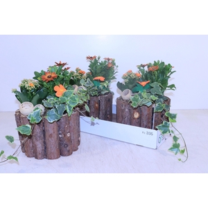 ARR TUINPLANTEN