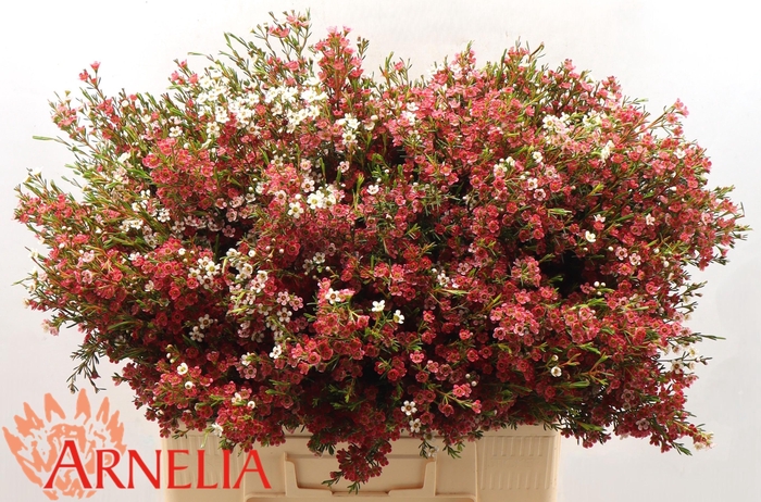 <h4>CHAME UN MY SWEET 16</h4>