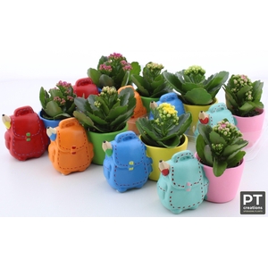 ARR KALANCHOE