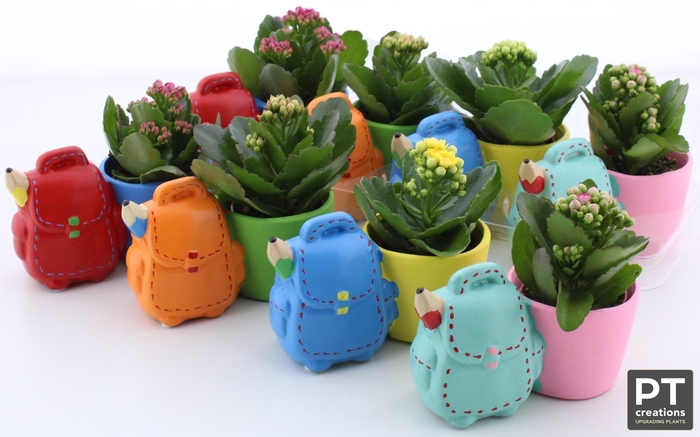 <h4>ARR KALANCHOE</h4>