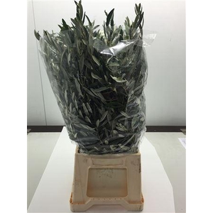 Olive leaf 300g Italy