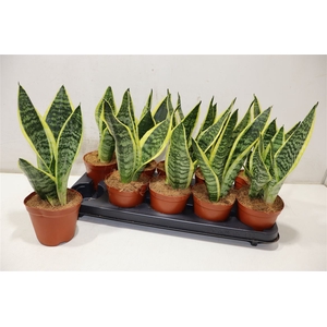 Sansev Futura Superb