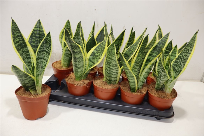 <h4>Sansev Futura Superb</h4>