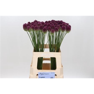 ALLIUM SPHAEROCEPHAL