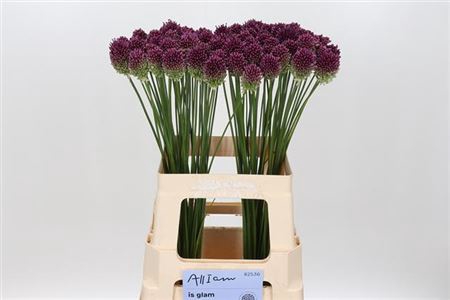 ALLIUM SPHAEROCEPHAL