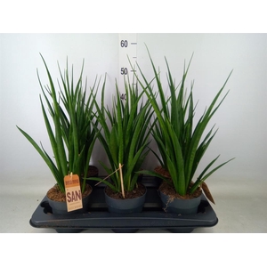 Sansevieria kirkii 'Friends'
