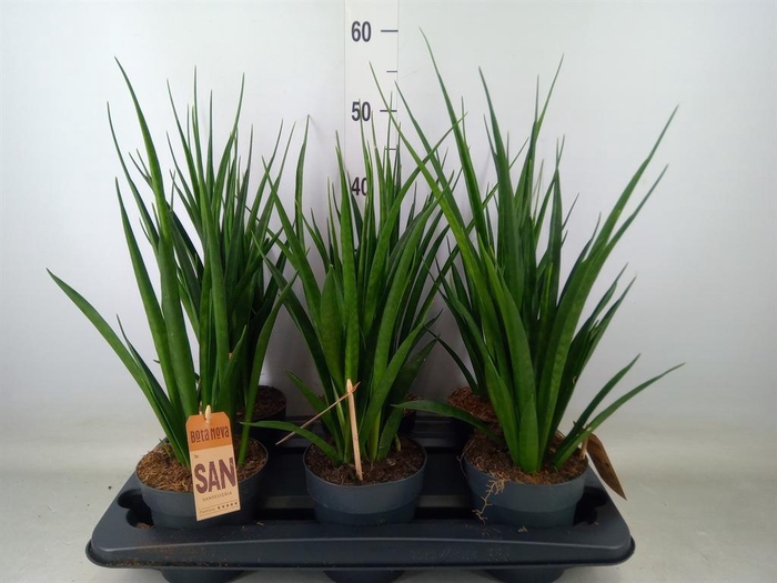 <h4>Sansevieria kirkii 'Friends'</h4>