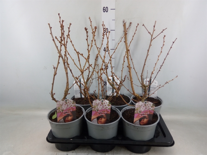 <h4>Prunus nipponica 'Brilljant'</h4>