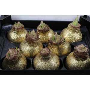 HIPP WAXED GLITTER GOLD x8