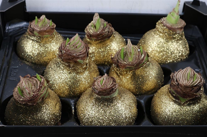 <h4>HIPP WAXED GLITTER GOLD x8</h4>