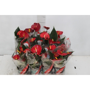 ANTHURIUM RED SUCCESS P09