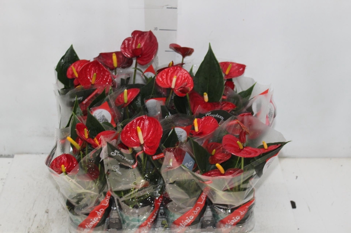 <h4>ANTHURIUM RED SUCCESS P09</h4>