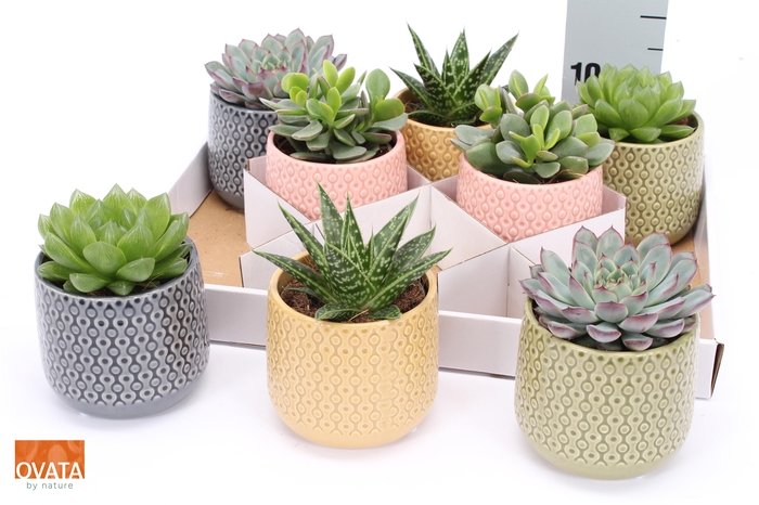 <h4>SUCC GEM 4 SRT</h4>