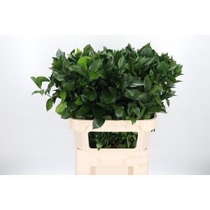 Ruscus