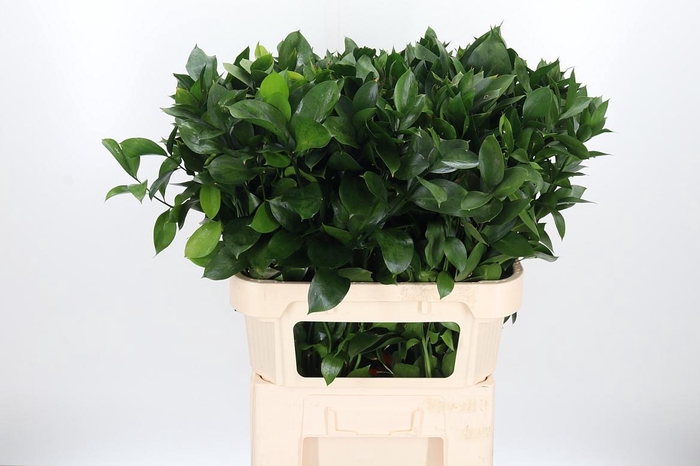 <h4>Ruscus</h4>