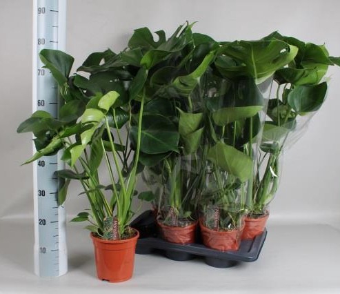 <h4>MONSTERA DELICIOSA</h4>