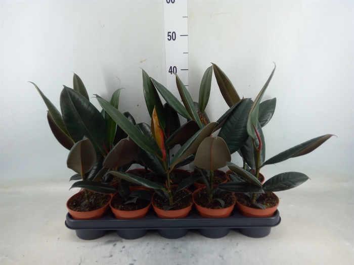 <h4>Ficus elastica 'Abidjan'</h4>