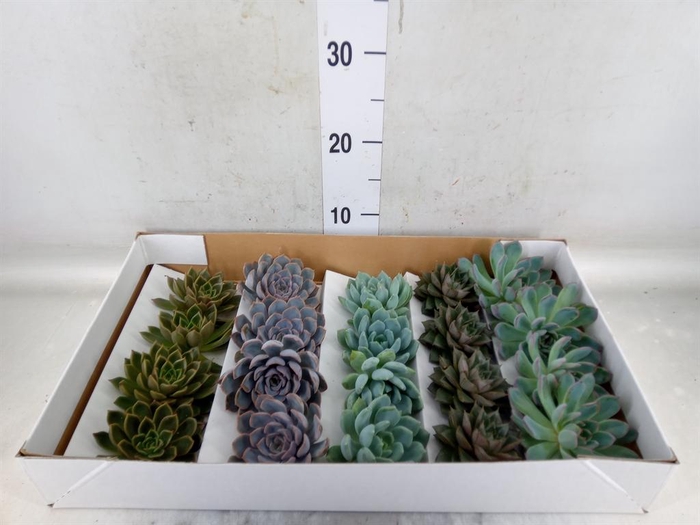 <h4>Echeveria   ...mix</h4>