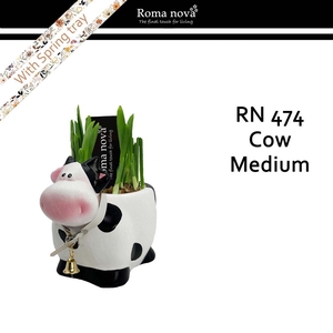 Narcis 474 Cow Medium