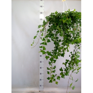 Hedera helix 'Wonder'