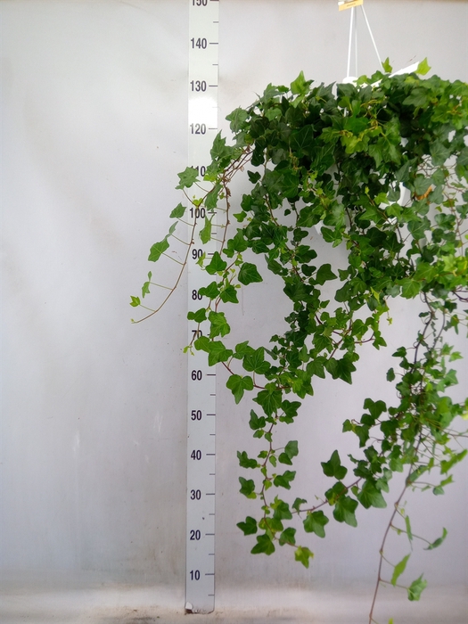 <h4>Hedera helix 'Wonder'</h4>