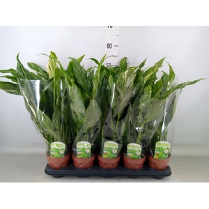 Spathiphyllum  'Diamond'