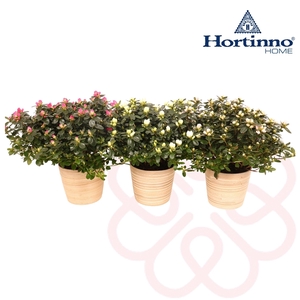 Hortinno® Home 'gemengd' Bamboe Large