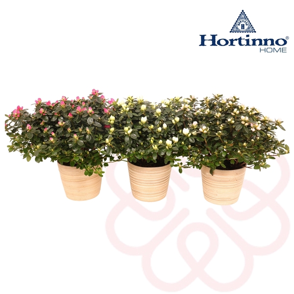 <h4>Hortinno® Home 'gemengd' Bamboe Large</h4>