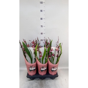 Burrageara  'Barrocco Red'