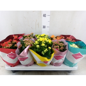 Kalanchoe blos. 'Perfecta'  ..mix 5
