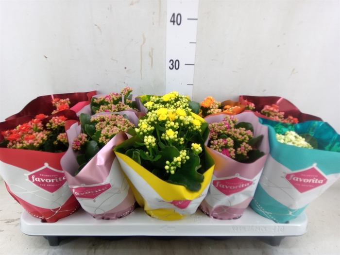 <h4>Kalanchoe blos. 'Perfecta'  ..mix 5</h4>