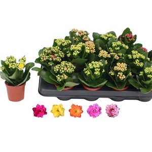 arr8 Kalan B Ge R Gem 5kl