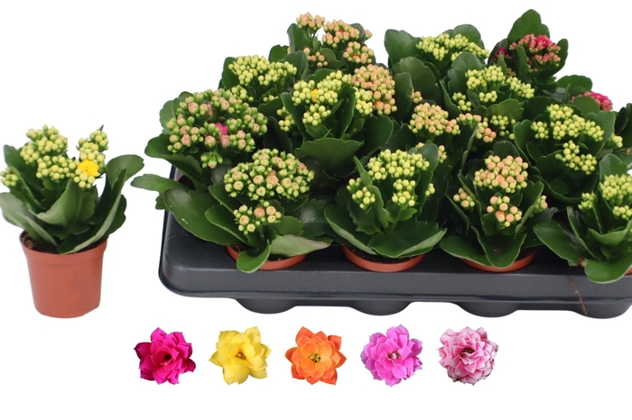 arr8 Kal Ge Ro Gem 5 Kl