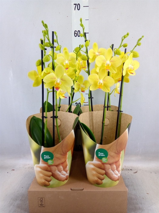 <h4>Phalaenopsis   ...yellow</h4>