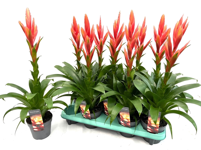 <h4>Tillandsia Ziva (Decorum)</h4>