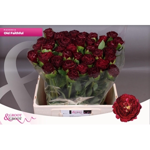 Paeonia Ole Faithful | Heavy Quality