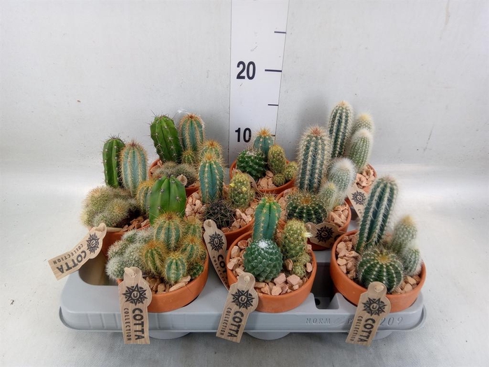 <h4>Arr.  Cactus L%</h4>