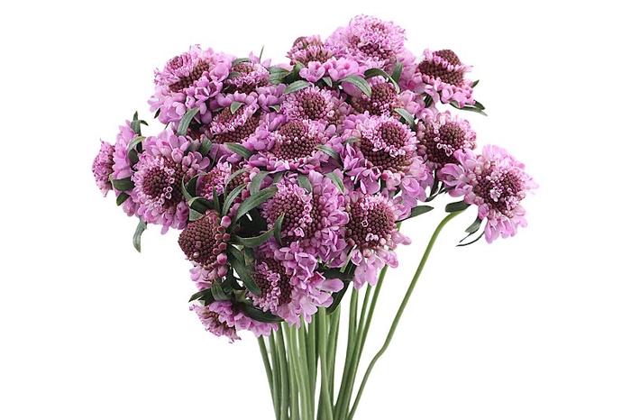 Scabiosa Saura